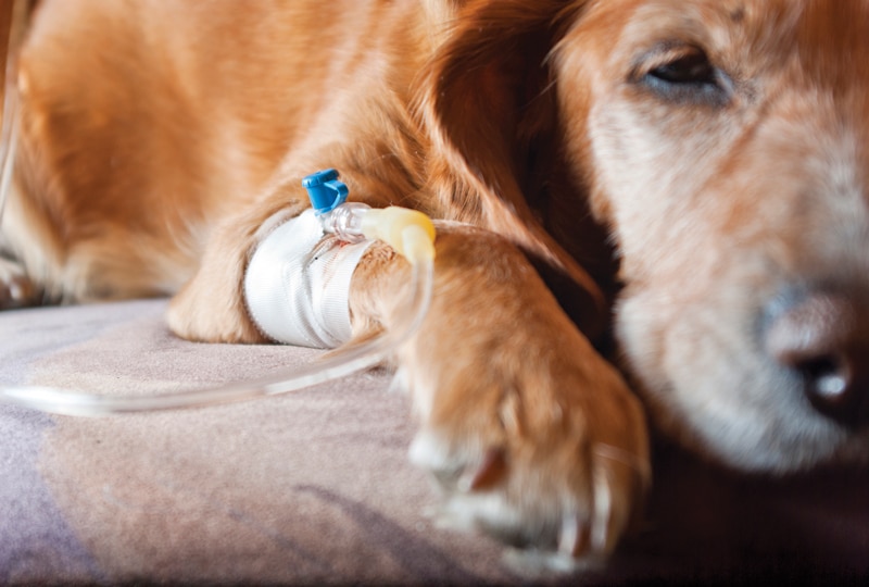 Leptospirosis in Dogs