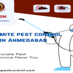 anti termite pest control service in Ahmedabad