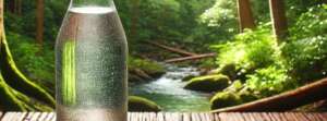 bearsprings